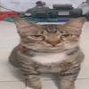 saya_rapaa