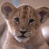 stronglioness707070