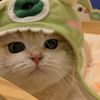 Pet.playground24
