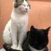 tom.and.tomy