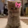 catttttttttt3
