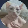 farahjwsjowvwj