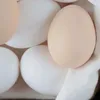 zerko366