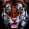 wild.tiger.ors