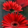 nirosha3122