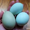 eggsareblue