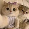 fatmaahin6066