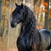 mraim.al.daher