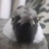 b_8fe