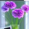 anitaismail761