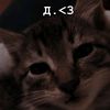meow_alou