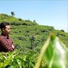 dikiariya27090