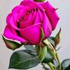 chattha_41