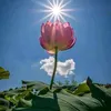 tam.hong980