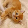 catandfunny