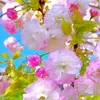 mailienshop_88