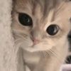 Cat lovers123