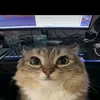 dyra_729