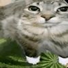seregagay777