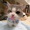 celow_1