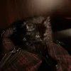 jcat4932