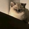 franslumbantobin9