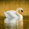 hhjjbifi7uk