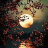 little_moon11