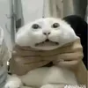 da_co_em_ben_toi