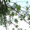 khanh.ngoc9635