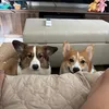 Spyro_n_Molly_d_Corgi
