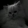 douaa06781