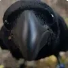 siriusowl908