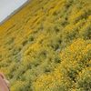 user1830291360009myradov
