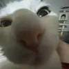 pedrondelcuscuz