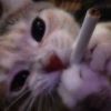mau