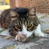 fluffyanimalsrock