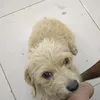 fundog8386