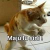 rottang3