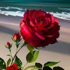 rohanhamim1