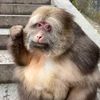xingxing.themonkey