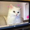 maru’s gf