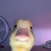baguejaymark