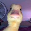 alyah_435