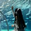 jasmine.asyyifa