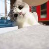 Cats funny time 666