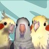 quaker.and.cockatiels