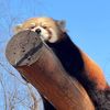 royalredpanda0