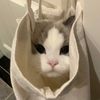 funny.animals0518