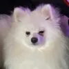 jopapopu2